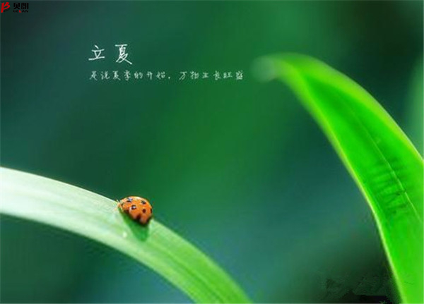 转载网上图片——立夏