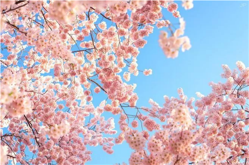 二十四节气——立春