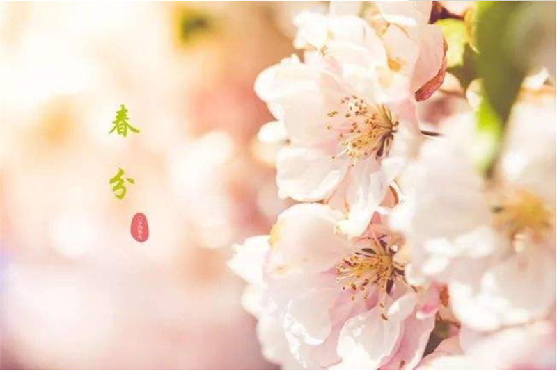 春分——转载网络图片