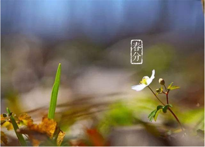 春分——转载网络图片