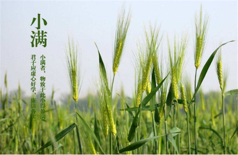 什么是二十四节气“小满”它的习俗又是什么？