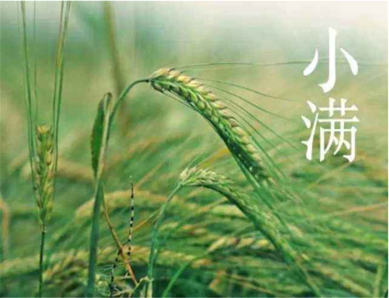 二十四节气——小满