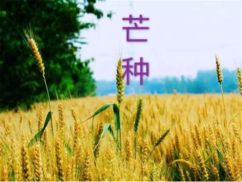 什么是二十四节气——芒种？