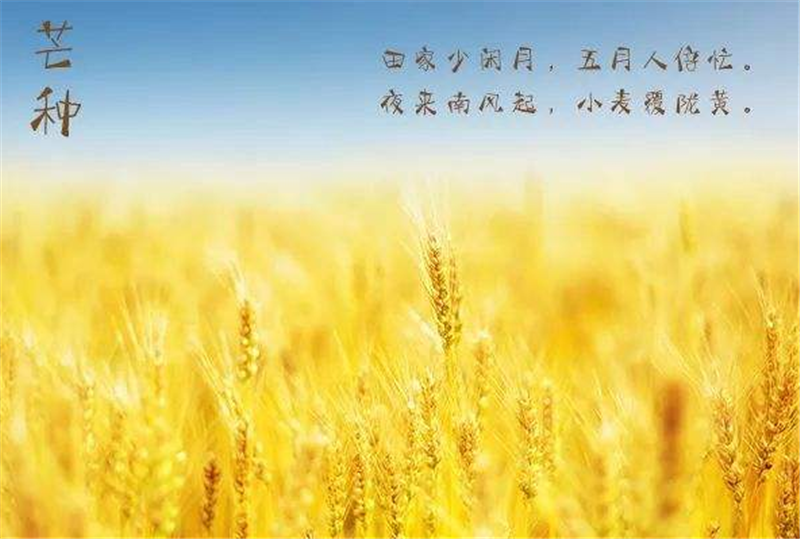二十四节气——芒种